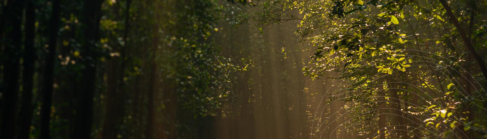 Foto Banner
